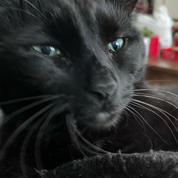 Meet your Posher, Marylou - Picture 3 of 3